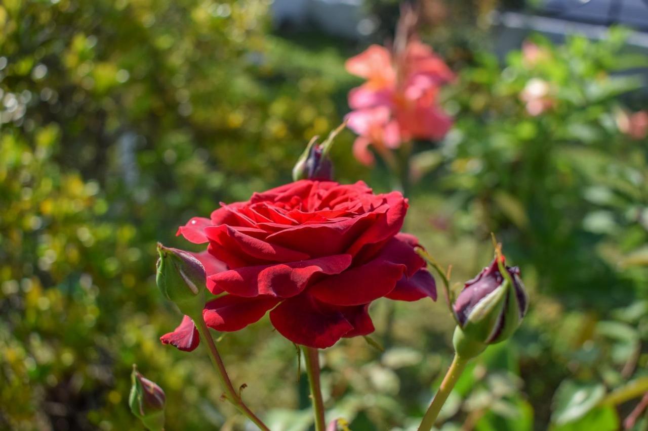 Rose Garden Apartments Mytikas  Exterior photo